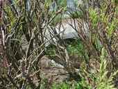 Bunker de type VF67 dit Tobruk-Stand pour tourelle de char Renault FT, Jetée de Pen ar Vil, Boulevard Sainte-Barbe (Roscoff)