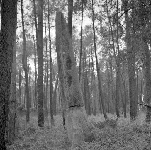 Menhir dit la quenouille de Gargantua, près de la Croix Peinte (Plaudren)