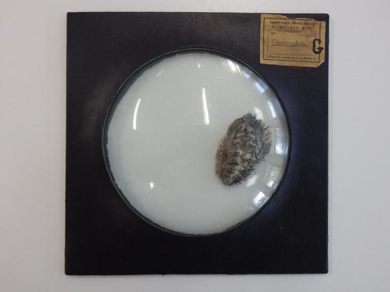 Collections pédagogiques du Lycée Dupuy-de-Lôme, 4 Rue Jean le Coutaller (Lorient)