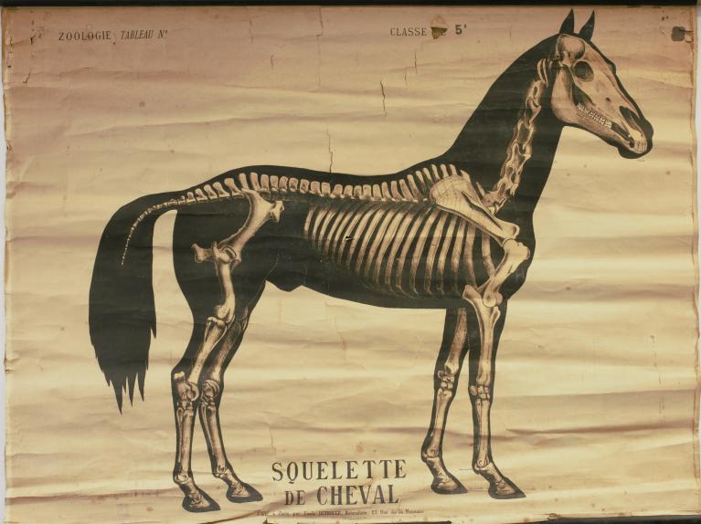 Présentation de la collection d'objets de sciences naturelles du lycée Émile Zola, Avenue Jean Janvier (Rennes)