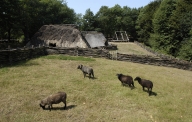 Ecart dit village de Lann Gouh (Melrand)