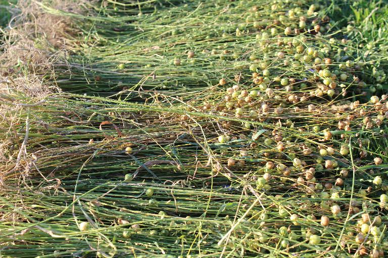 Patrimoine lié au rouissage en Bretagne