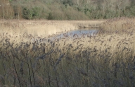 Paysage dit marais du Quellen et de GoasTrez (Trébeurden)