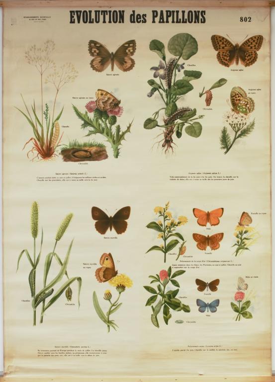 Présentation de la collection d'objets de sciences naturelles du lycée Émile Zola, Avenue Jean Janvier (Rennes)