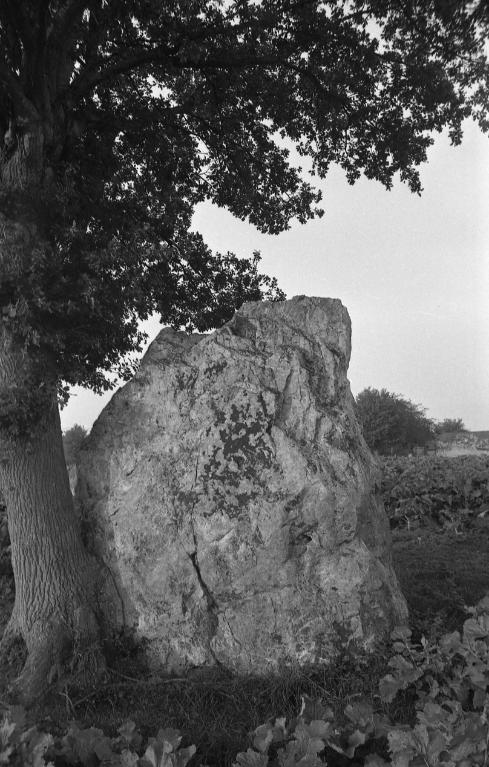 Menhir, les Perrières (Martigné-Ferchaud)