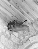 Blochet (2), chapelle Saint-Trémeur (Cléden-Cap-Sizun)