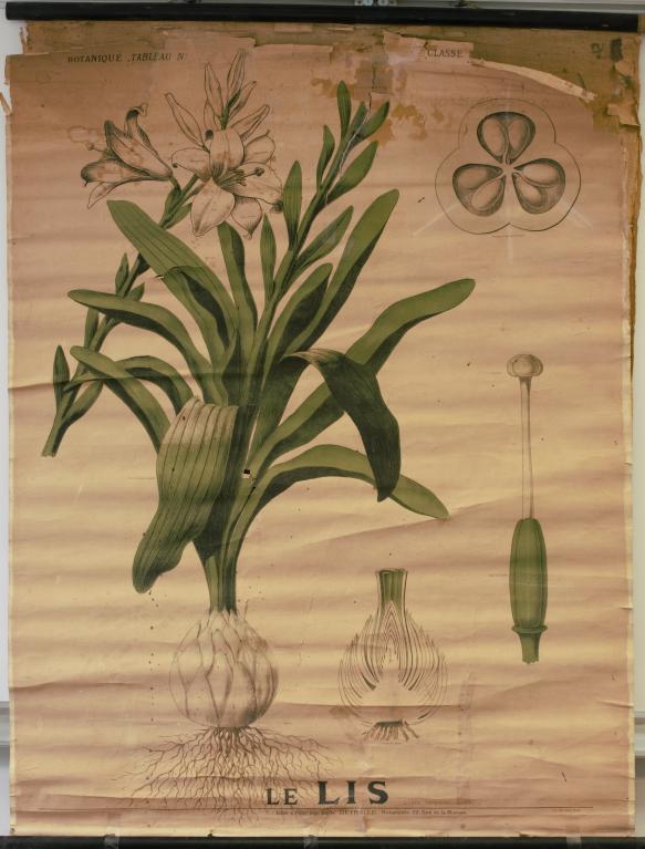Présentation de la collection d'objets de sciences naturelles du lycée Émile Zola, Avenue Jean Janvier (Rennes)