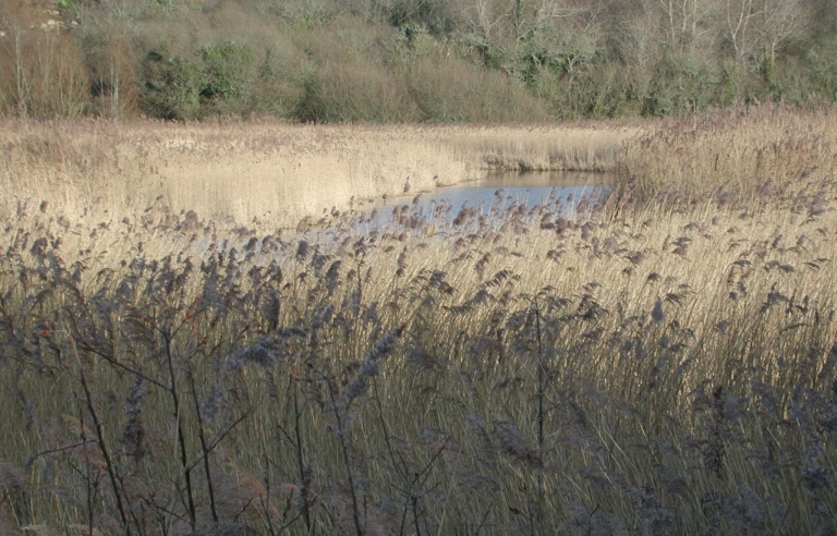 Paysage dit marais du Quellen et de GoasTrez (Trébeurden)