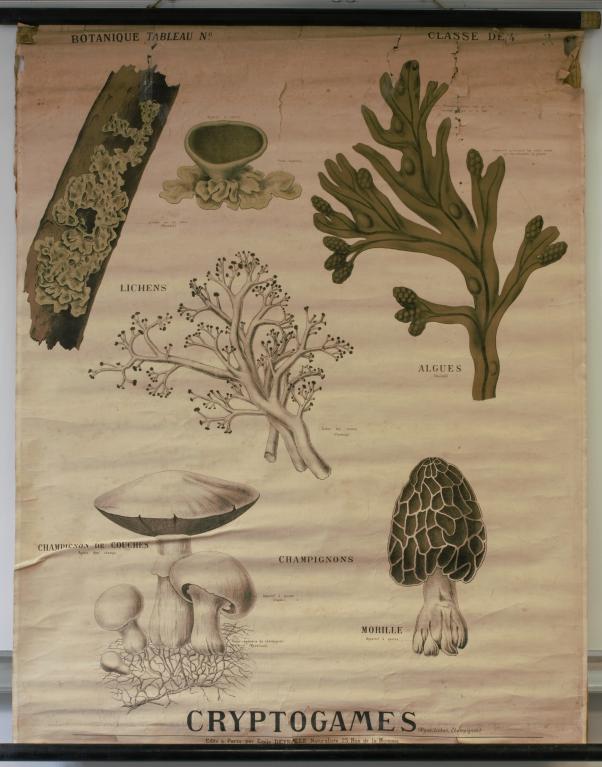 Présentation de la collection d'objets de sciences naturelles du lycée Émile Zola, Avenue Jean Janvier (Rennes)