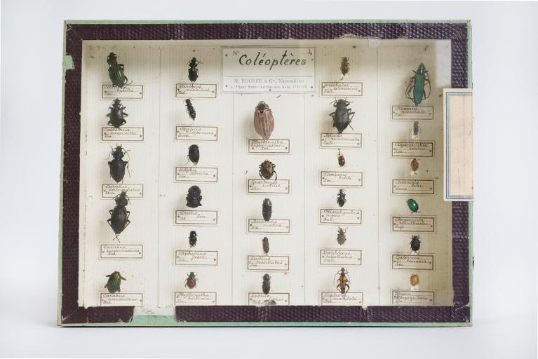 Collections pédagogiques du Lycée Ernest Renan, 2-4 Boulevard Hérault (Saint-Brieuc)