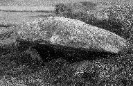 Dolmen de Couing André, Gouenig an Dreff (Plouescat)