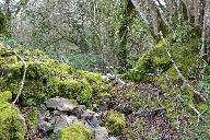 Kanndi du Rest Guenon (Dirinon)