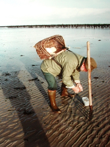 Outil de pêche à pied : ligne de fond (Harouelle)