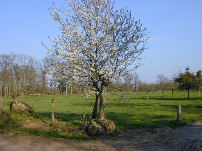 Croix de chemin, la Plihonnière (Cuguen)