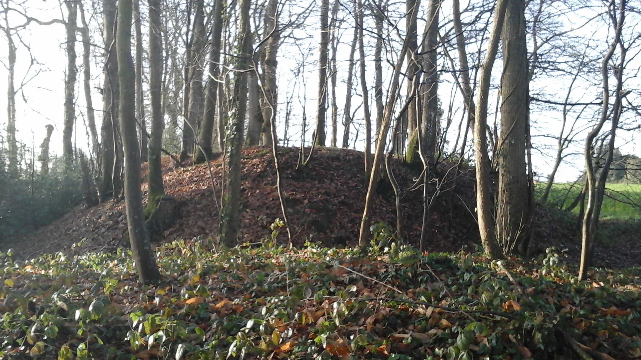 Edifice fortifié dit Butte Bintin, le Bois de Miniac (Miniac-sous-Bécherel)