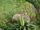 Blockhaus (vestiges), Roc'higou (Île-de-Batz)