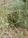 Pont, près du Chêne vert (Melesse)